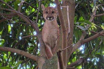 Onça-parda foi encontrada sobre árvore em chácara no Novo Gama -  (crédito: Divulgação/CBMGO)