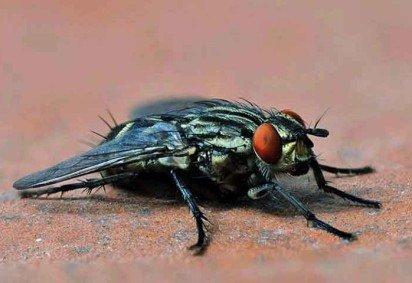 Encontrar esses animais mortos em excesso pode ser um sinal de falta de higiene no ambiente -  (crédito: - Psubraty por Pixabay) -Encontrar esses animais mortos em excesso pode ser um sinal de falta de higiene no ambiente -  (crédito: - Psubraty por Pixabay)