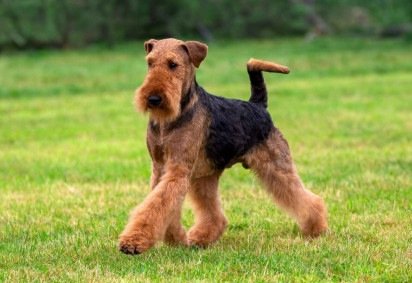 Os cães do grupo terrier são atentos, vigilantes e bastante ligados ao tutor (Imagem: Sue Thatcher | Shutterstock)
 -  (crédito: EdiCase) -Os cães do grupo terrier são atentos, vigilantes e bastante ligados ao tutor (Imagem: Sue Thatcher | Shutterstock)
 -  (crédito: EdiCase)