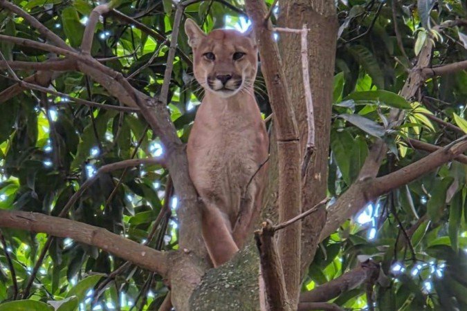 Morre onça-parda capturada por bombeiros em chácara no Novo Gama