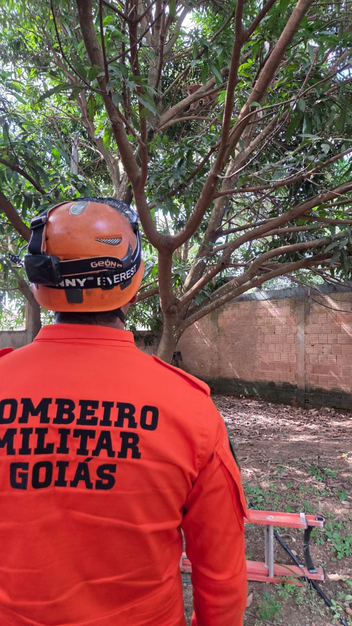 On&ccedil;a-parda foi encontrada sobre &aacute;rvore em ch&aacute;cara no Novo Gama