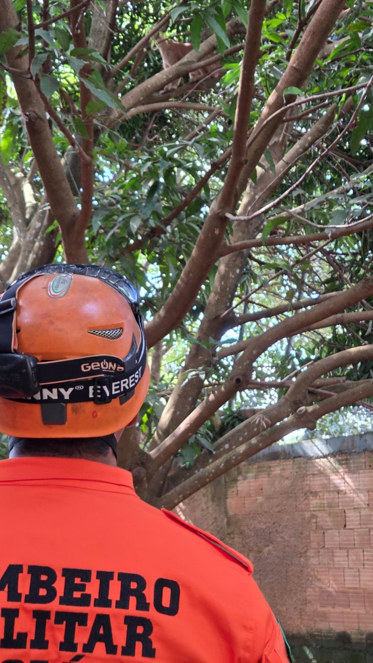 On&ccedil;a-parda foi encontrada sobre &aacute;rvore em ch&aacute;cara no Novo Gama