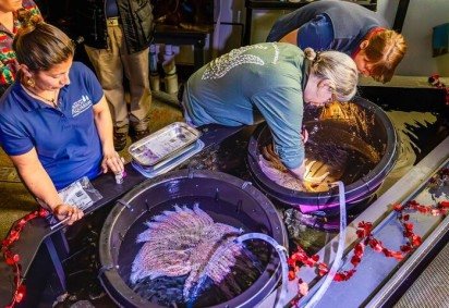 <p>Cientistas estão recriando em laboratório a estrela-do-mar girassol para enfrentar o colapso das florestas de algas na Califórnia. Após a mortandade de 2013 (leia abaixo), a ausência desse predador permitiu a explosão de ouriços do mar roxos, que passaram a devastar grandes áreas costeiras.</p>
 -  (crédito: Academia de Ciências da Califórnia) -<p>Cientistas estão recriando em laboratório a estrela-do-mar girassol para enfrentar o colapso das florestas de algas na Califórnia. Após a mortandade de 2013 (leia abaixo), a ausência desse predador permitiu a explosão de ouriços do mar roxos, que passaram a devastar grandes áreas costeiras.</p>
 -  (crédito: Academia de Ciências da Califórnia)