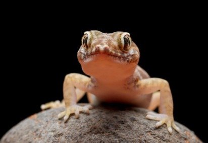 <p>Apesar da repulsa e do medo que muita gente tem das lagartixas, esses animais são inofensivos e podem trazer benefícios para o ambiente doméstico. Conheça mais sobre elas!</p>
 -  (crédito: freepik - kuritafsheen77 ) -<p>Apesar da repulsa e do medo que muita gente tem das lagartixas, esses animais são inofensivos e podem trazer benefícios para o ambiente doméstico. Conheça mais sobre elas!</p>
 -  (crédito: freepik - kuritafsheen77 )