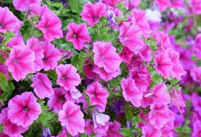 <p>Flores são mais do que simples ornamentos: elas trazem vida, beleza e harmonia para ambientes internos e externos.</p>
 -  (crédito: Pixabay ) -<p>Flores são mais do que simples ornamentos: elas trazem vida, beleza e harmonia para ambientes internos e externos.</p>
 -  (crédito: Pixabay )