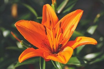 Simbolismo e delicadeza dos lírios: entenda sua representação