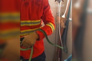 A cobra-cipó verde foi resgatada, no Park Way, pelos bombeiros -  (crédito: Divulgação/CBMDF) -A cobra-cipó verde foi resgatada, no Park Way, pelos bombeiros -  (crédito: Divulgação/CBMDF)