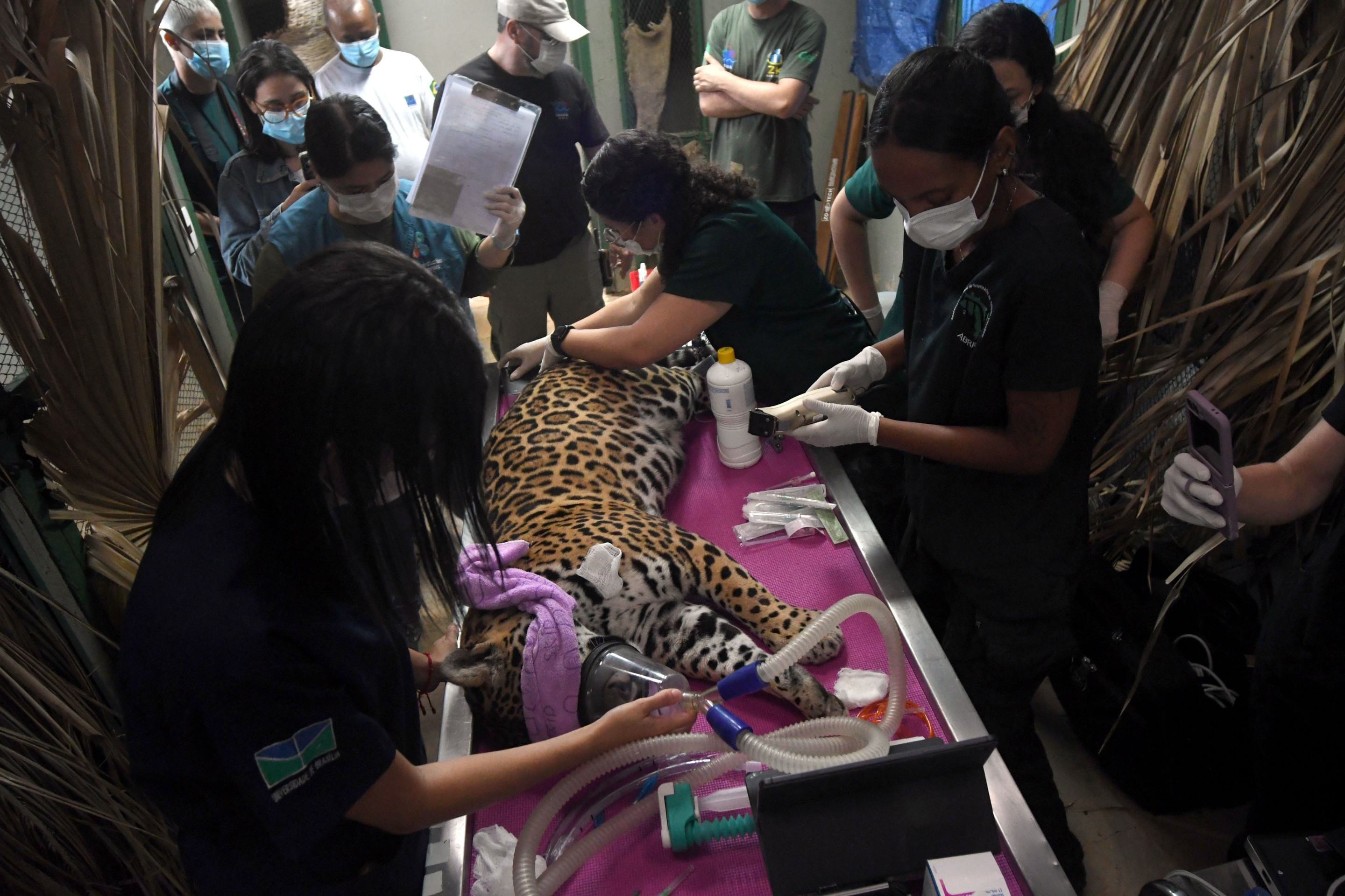 No Instituto NEX, ela foi  atendida por  veterin&aacute;rios