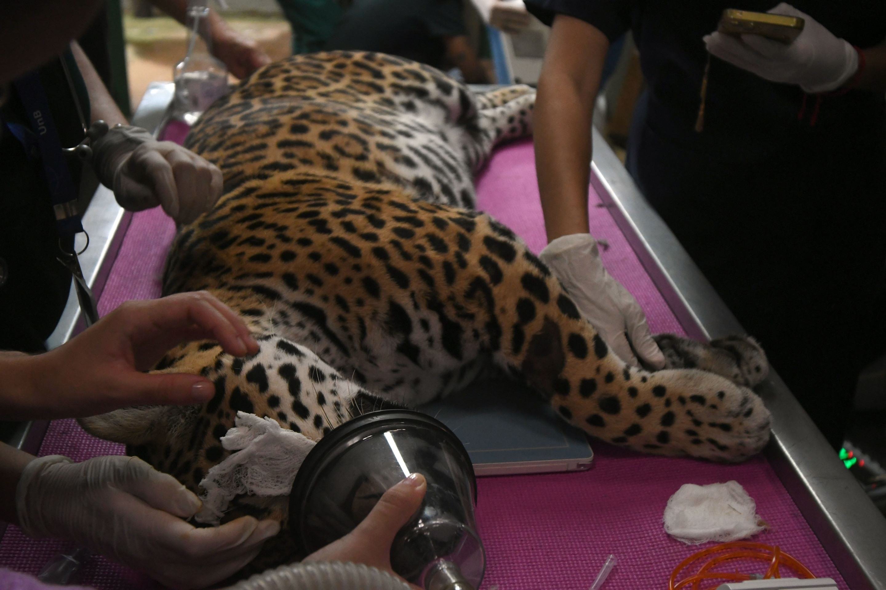  12/03/2026 Cr&eacute;dito: Marcelo Ferreira/CB/D.A Press. Brasil. Bras&iacute;lia - DF - Phi, on&ccedil;a pintada que foi transferida do CETAS/IBAMA para o Instituto NEX, onde passar&aacute; por um processo de reabilita&ccedil;&atilde;o para ser reintroduzida na natureza.