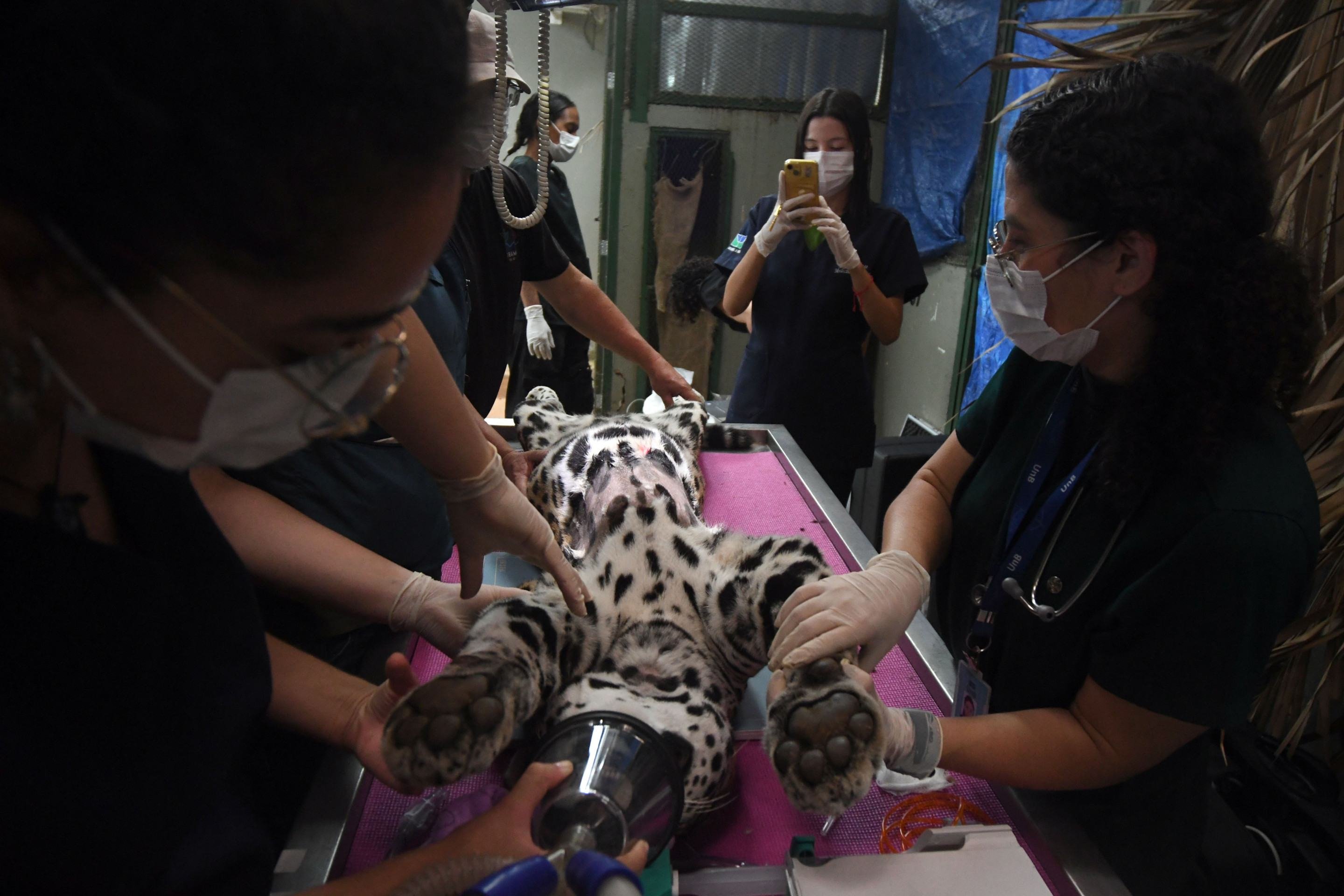  12/03/2026 Cr&eacute;dito: Marcelo Ferreira/CB/D.A Press. Brasil. Bras&iacute;lia - DF - Phi, on&ccedil;a pintada que foi transferida do CETAS/IBAMA para o Instituto NEX, onde passar&aacute; por um processo de reabilita&ccedil;&atilde;o para ser reintroduzida na natureza.