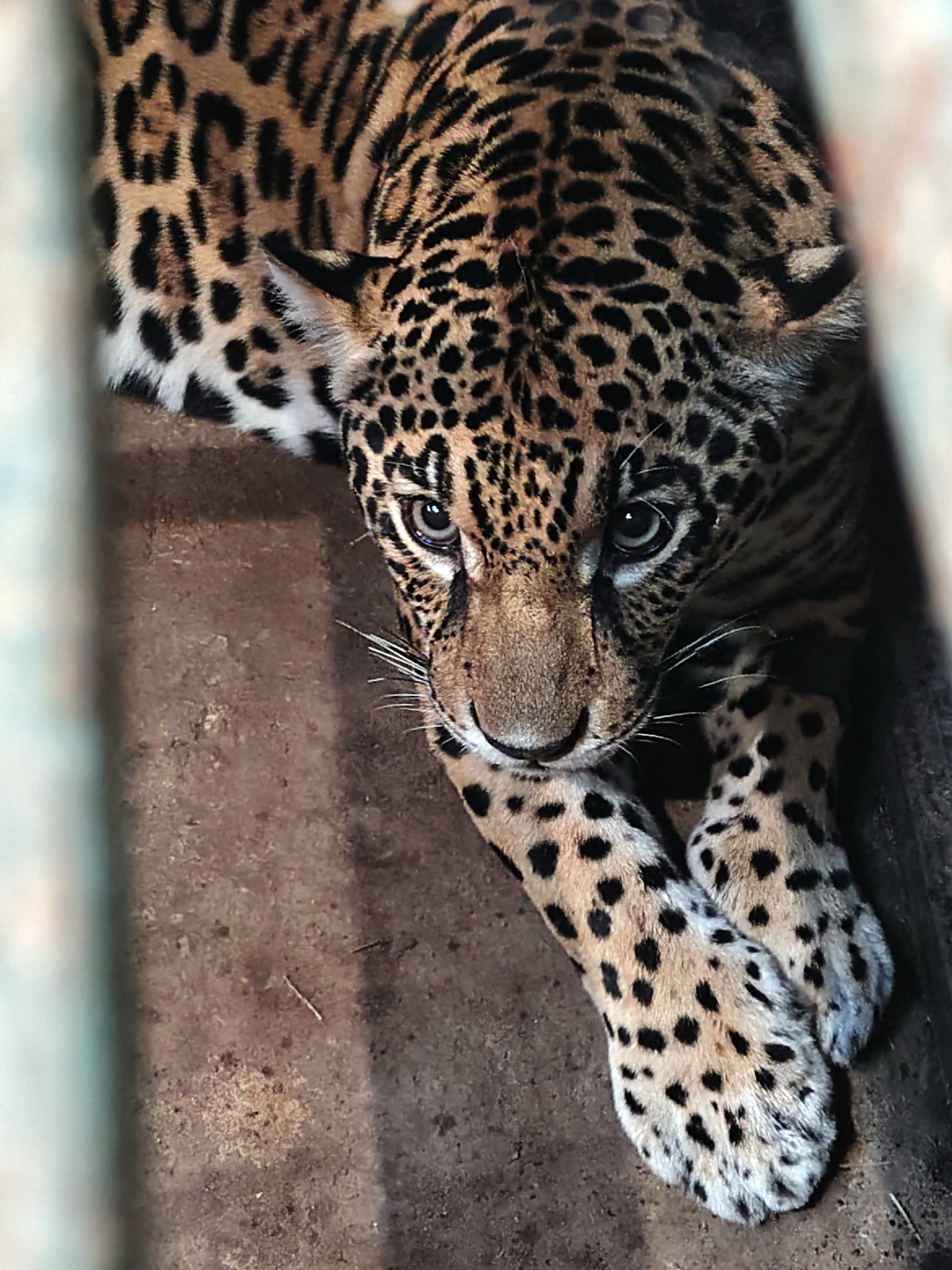 Phi ficar&aacute; em um recinto com lago e presas vivas para treinar a habilidade de ca&ccedil;ar e voltar &agrave; Amaz&ocirc;nia, onde nasceu