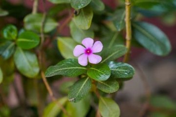 Espirradeira 
 -  (crédito: Reprodução/Freepick)