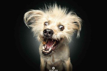 Série de fotografias de pets pegando petisco teve início em 2013 -  (crédito: Christian Vieler)