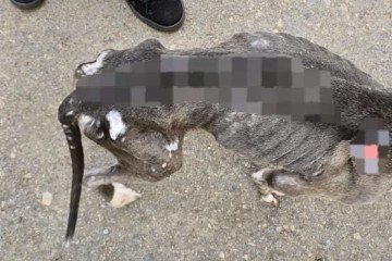 Os cachorros foram encaminhados para um lar temporÃ¡rio -  (crédito: ReproduÃ§Ã£o/PCDF)