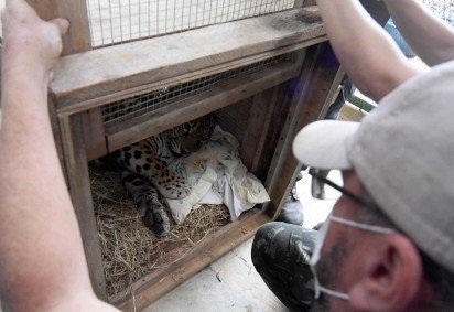 Ao ser resgatada, Phi estava magra e com pneumonia -  (crédito:  Marcelo Ferreira/CB/D.A Press) -Ao ser resgatada, Phi estava magra e com pneumonia -  (crédito:  Marcelo Ferreira/CB/D.A Press)