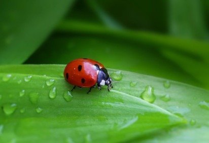 <p>A longevidade da joaninha adulta varia de seis meses a um ano. Algumas espécies em regiões frias hibernam durante o inverno, prolongando um pouco sua vida.</p>
 -  (crédito: Pixabay) -<p>A longevidade da joaninha adulta varia de seis meses a um ano. Algumas espécies em regiões frias hibernam durante o inverno, prolongando um pouco sua vida.</p>
 -  (crédito: Pixabay)