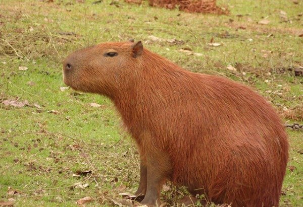 Petyson Antonio / commons wikimedia