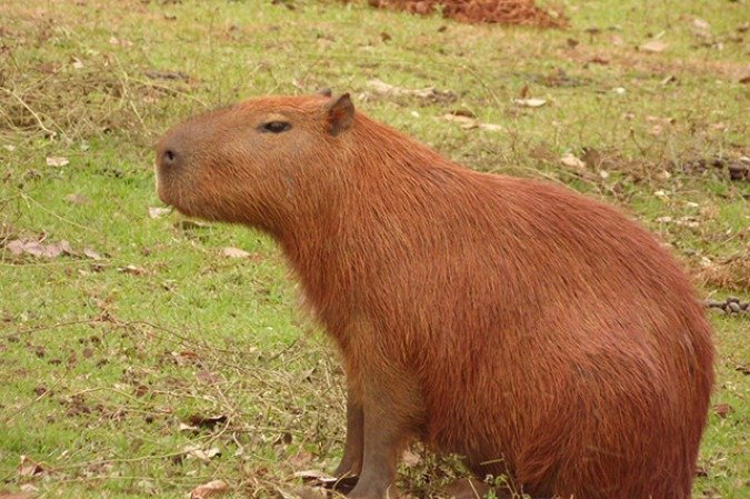 O animal foi resgatado e levado para atendimento com ferimentos graves. - (crédito: Petyson Antonio / commons wikimedia) O animal foi resgatado e levado para atendimento com ferimentos graves. - (crédito: Petyson Antonio / commons wikimedia)