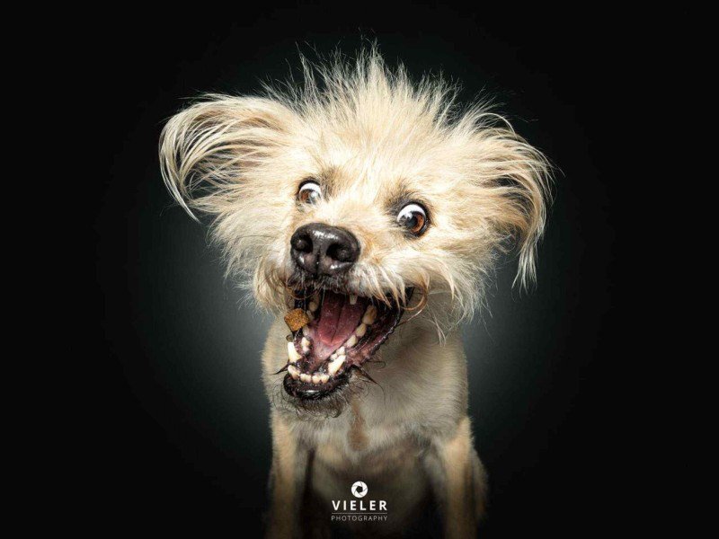 Série de fotografias de pets pegando petisco teve início em 2013 -  (crédito: Christian Vieler)