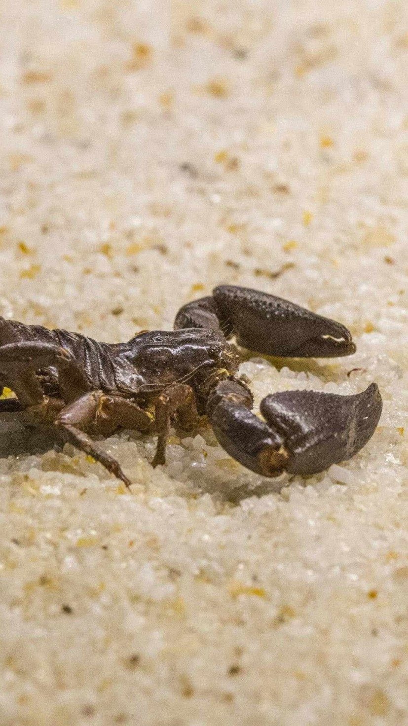 . -  (crédito: Reprodu&ccedil;&atilde;o)