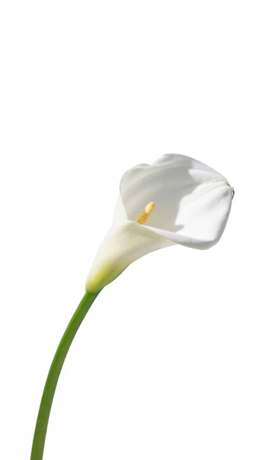 O biólogo e doutor em botânica Marcelo Kuhlmann separou as oitos plantas mais comuns nas casas dos brasileiros que demandam atenção -  (crédito: Reprodução/Freepick)