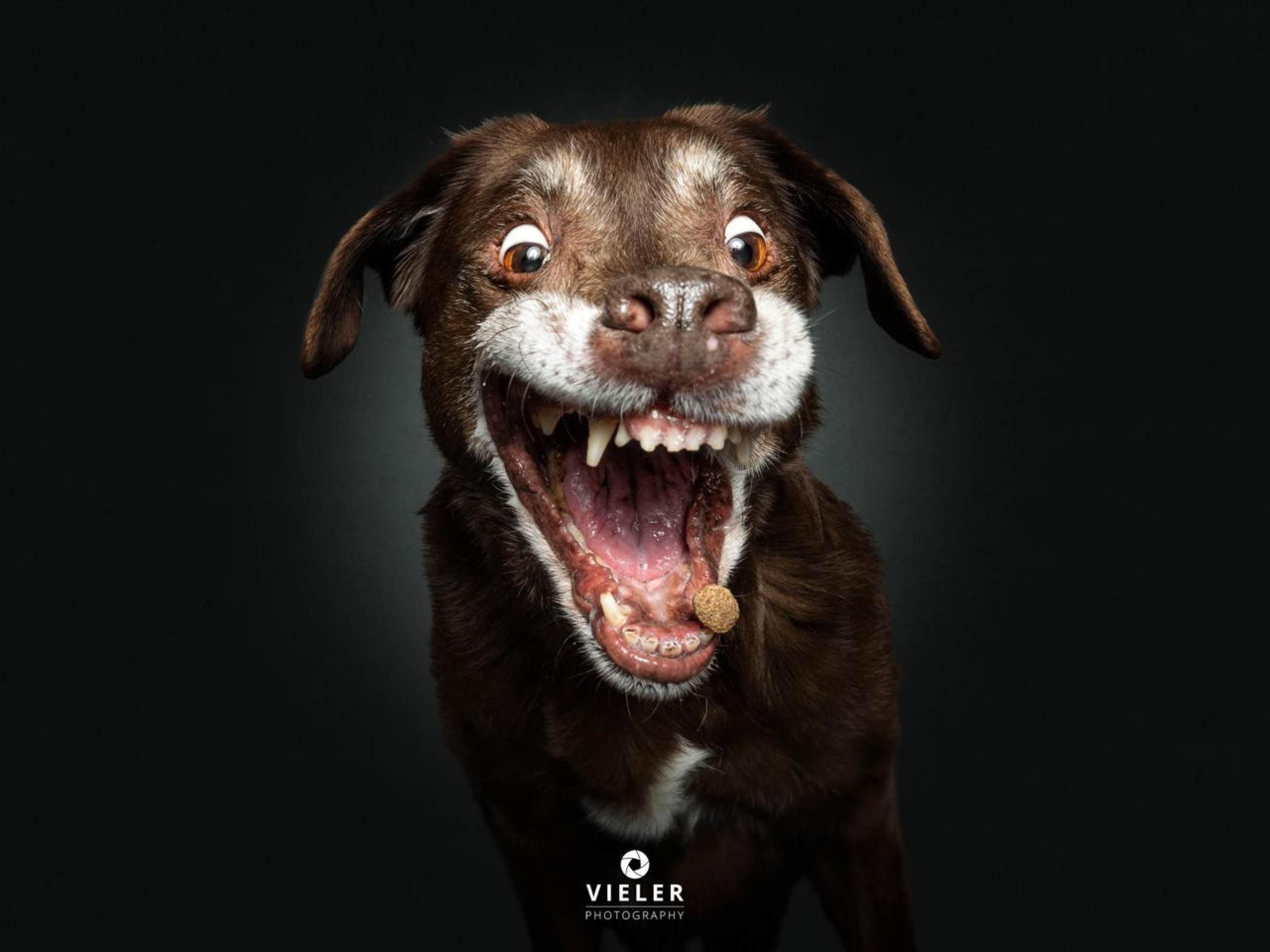 S&eacute;rie de fotografias de pets pegando petisco teve in&iacute;cio em 2013