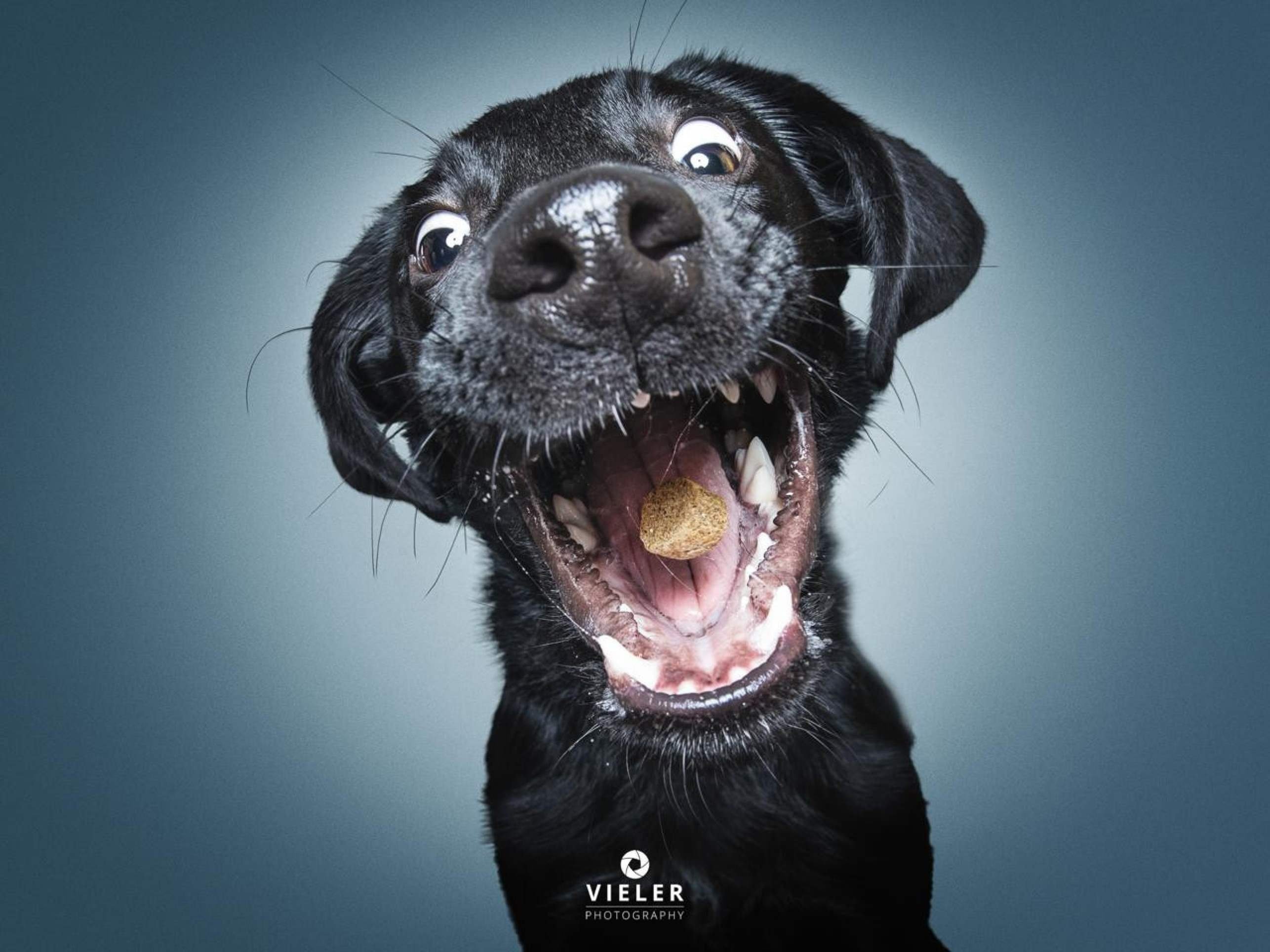 S&eacute;rie de fotografias de pets pegando petisco teve in&iacute;cio em 2013