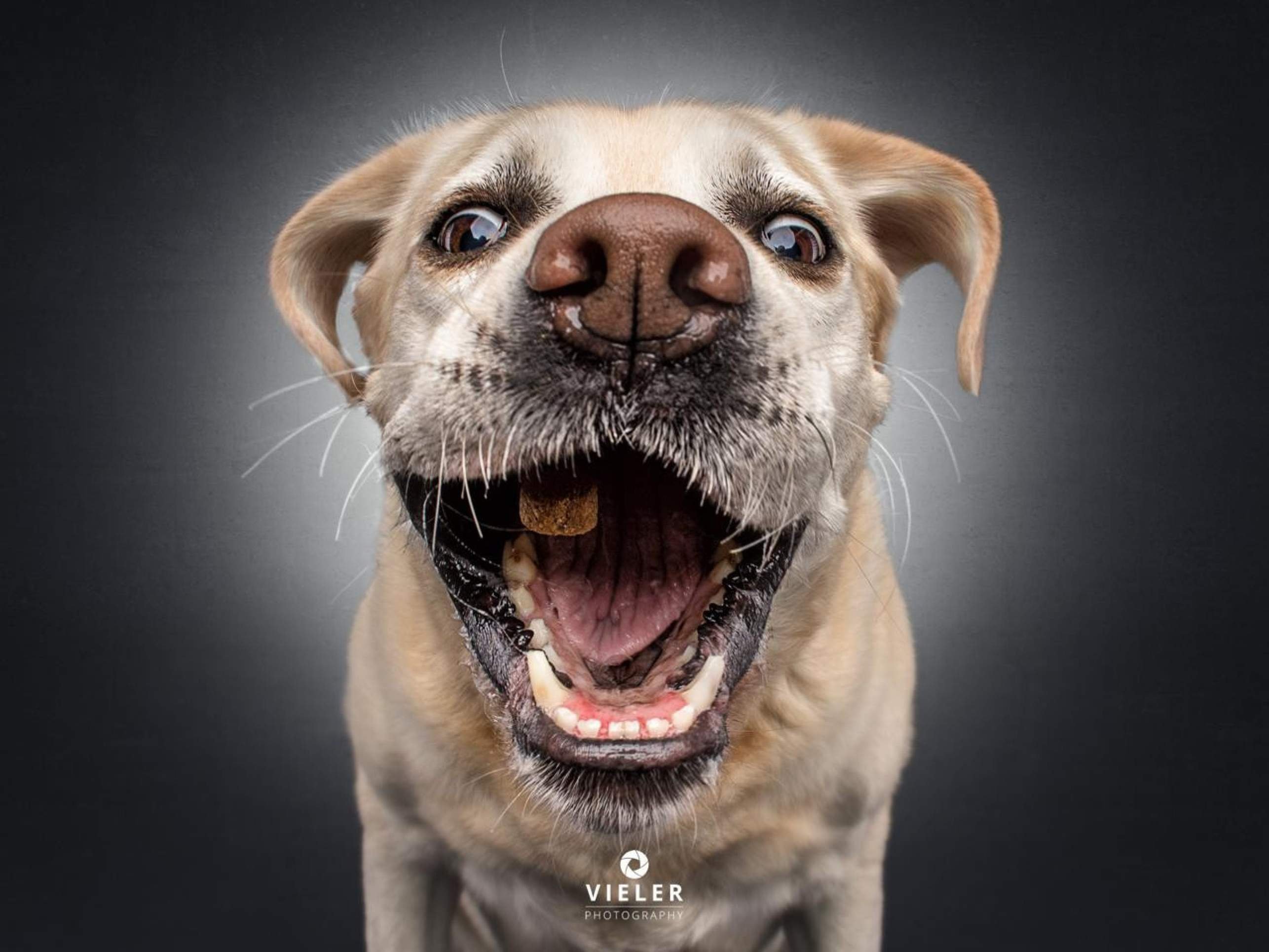 S&eacute;rie de fotografias de pets pegando petisco teve in&iacute;cio em 2013