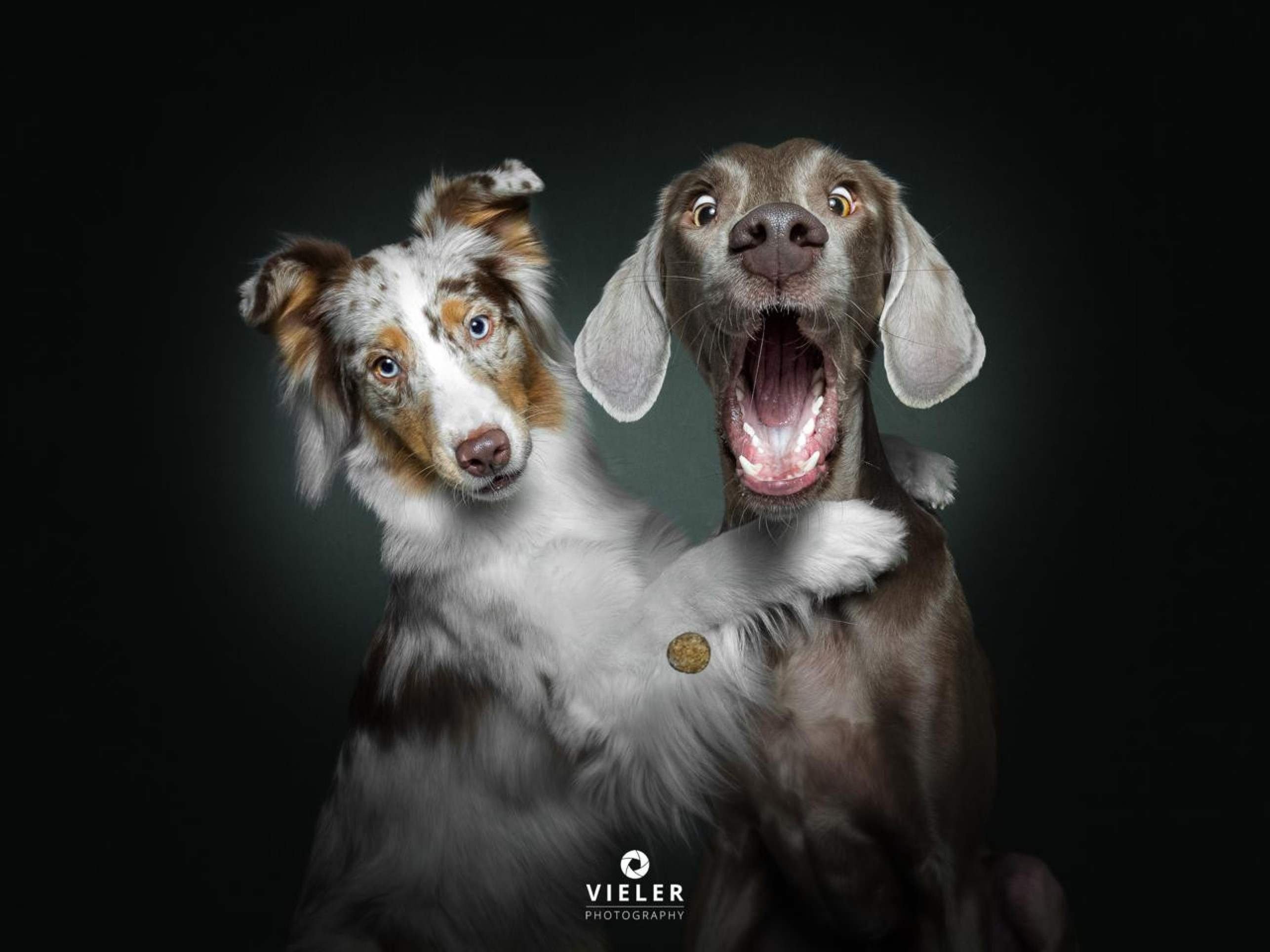 S&eacute;rie de fotografias de pets pegando petisco teve in&iacute;cio em 2013