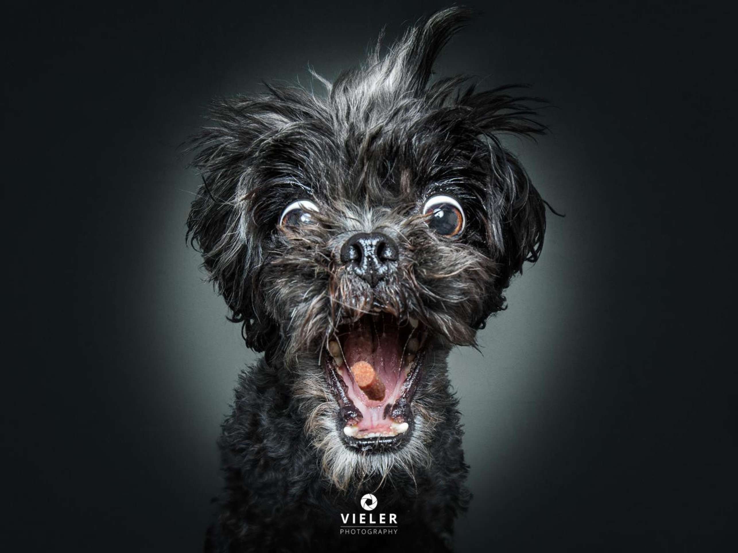 S&eacute;rie de fotografias de pets pegando petisco teve in&iacute;cio em 2013