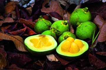  120 espécies atrativas para Homo sapiens é uma obra de referência que reúne duas décadas de pesquisa, documentação e vivência do biólogo e doutor em botânica Marcelo Kuhlmann, especialista em flora do Cerrado.  -  (crédito: Divulgação/120espéciesatrativasParaHomoSapiens)