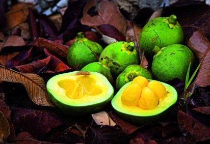  120 espécies atrativas para Homo sapiens é uma obra de referência que reúne duas décadas de pesquisa, documentação e vivência do biólogo e doutor em botânica Marcelo Kuhlmann, especialista em flora do Cerrado.  -  (crédito: Divulgação/120espéciesatrativasParaHomoSapiens) - 120 espécies atrativas para Homo sapiens é uma obra de referência que reúne duas décadas de pesquisa, documentação e vivência do biólogo e doutor em botânica Marcelo Kuhlmann, especialista em flora do Cerrado.  -  (crédito: Divulgação/120espéciesatrativasParaHomoSapiens)