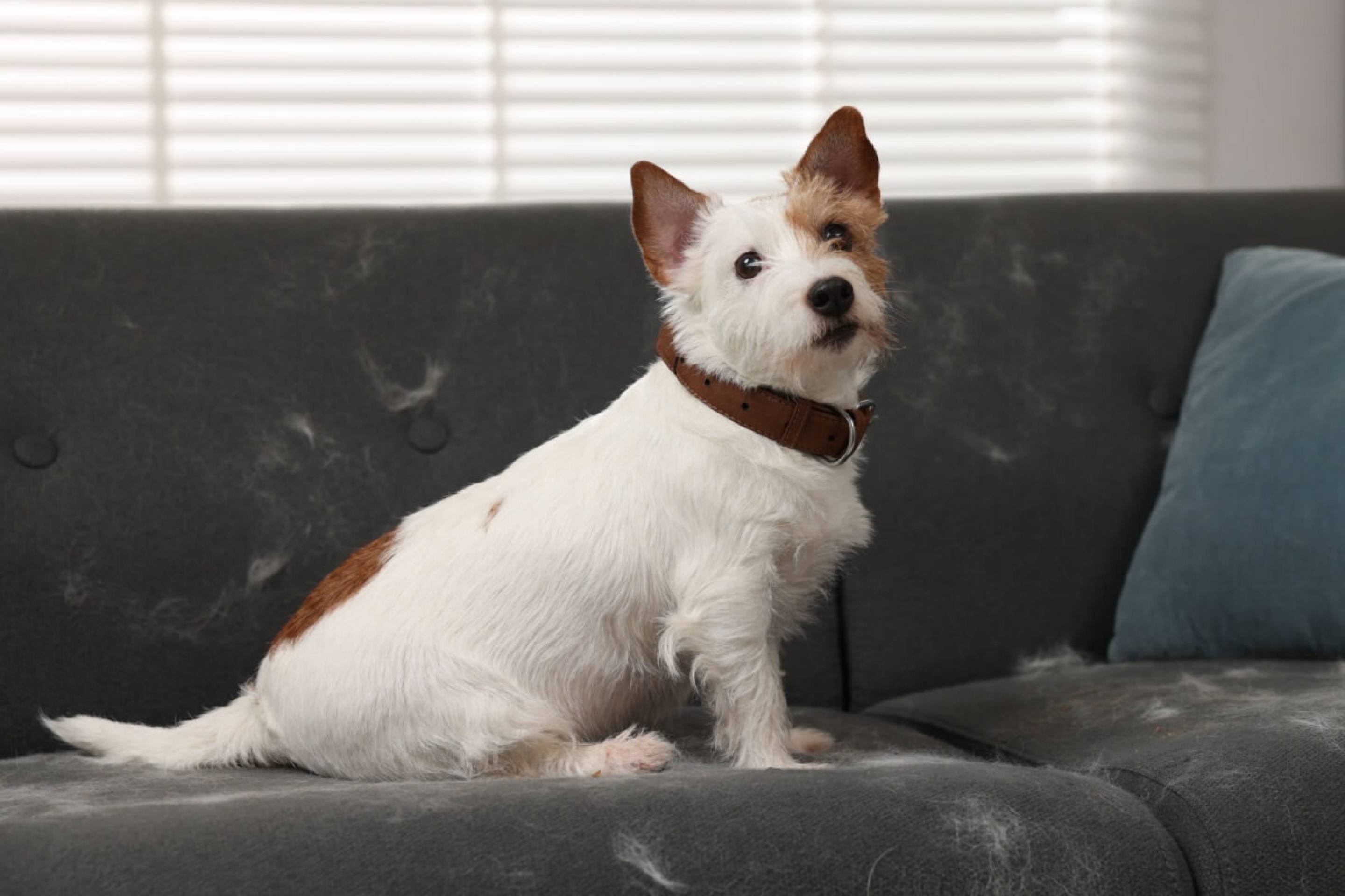 Ter pelos de animais pela casa é natural, mas alguns cuidados simples podem ajudar a reduzi-los (Imagem: New Africa | Shutterstock)
- (crédito: EdiCase) Ter pelos de animais pela casa é natural, mas alguns cuidados simples podem ajudar a reduzi-los (Imagem: New Africa | Shutterstock)
- (crédito: EdiCase)