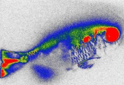 Radiografia de lambari contaminado por enrofloxacina radiomarcada com carbono-14. A cor indica a intensidade radiativa do sinal, de baixa (azul) para alta (vermelha) -  (crédito: Patrícia Alexandre Evangelista) -Radiografia de lambari contaminado por enrofloxacina radiomarcada com carbono-14. A cor indica a intensidade radiativa do sinal, de baixa (azul) para alta (vermelha) -  (crédito: Patrícia Alexandre Evangelista)