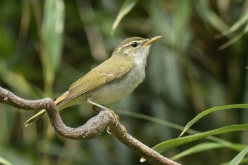Nova espécie descoberta no Japão: Tokara Leaf Warbler -  (crédito: Eureka/Reprodução)