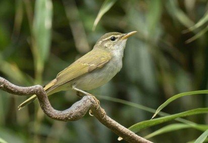 Nova espécie descoberta no Japão: Tokara Leaf Warbler -  (crédito: Eureka/Reprodução) -Nova espécie descoberta no Japão: Tokara Leaf Warbler -  (crédito: Eureka/Reprodução)