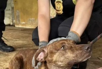 Animais foram resgatados e encaminhados ao Hospital Veterinário Público do DF -  (crédito: Divulgação/PCDF) -Animais foram resgatados e encaminhados ao Hospital Veterinário Público do DF -  (crédito: Divulgação/PCDF)