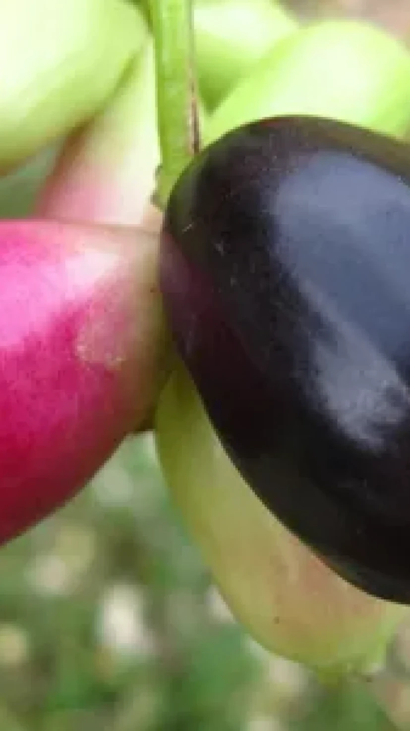 Conheça a fruta cultivada no quintal que controla a glicemia