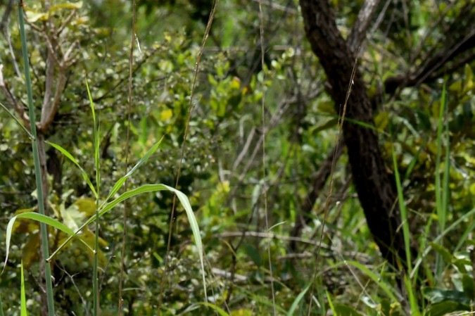  20/03/2026 Crédito: Marcelo Ferreira/CB/D.A Press. Brasil. Brasília - DF -  Flona - Floresta Nacional em Taguatinga. Seriema