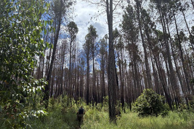 Eucaliptos da FloNa de Brasília