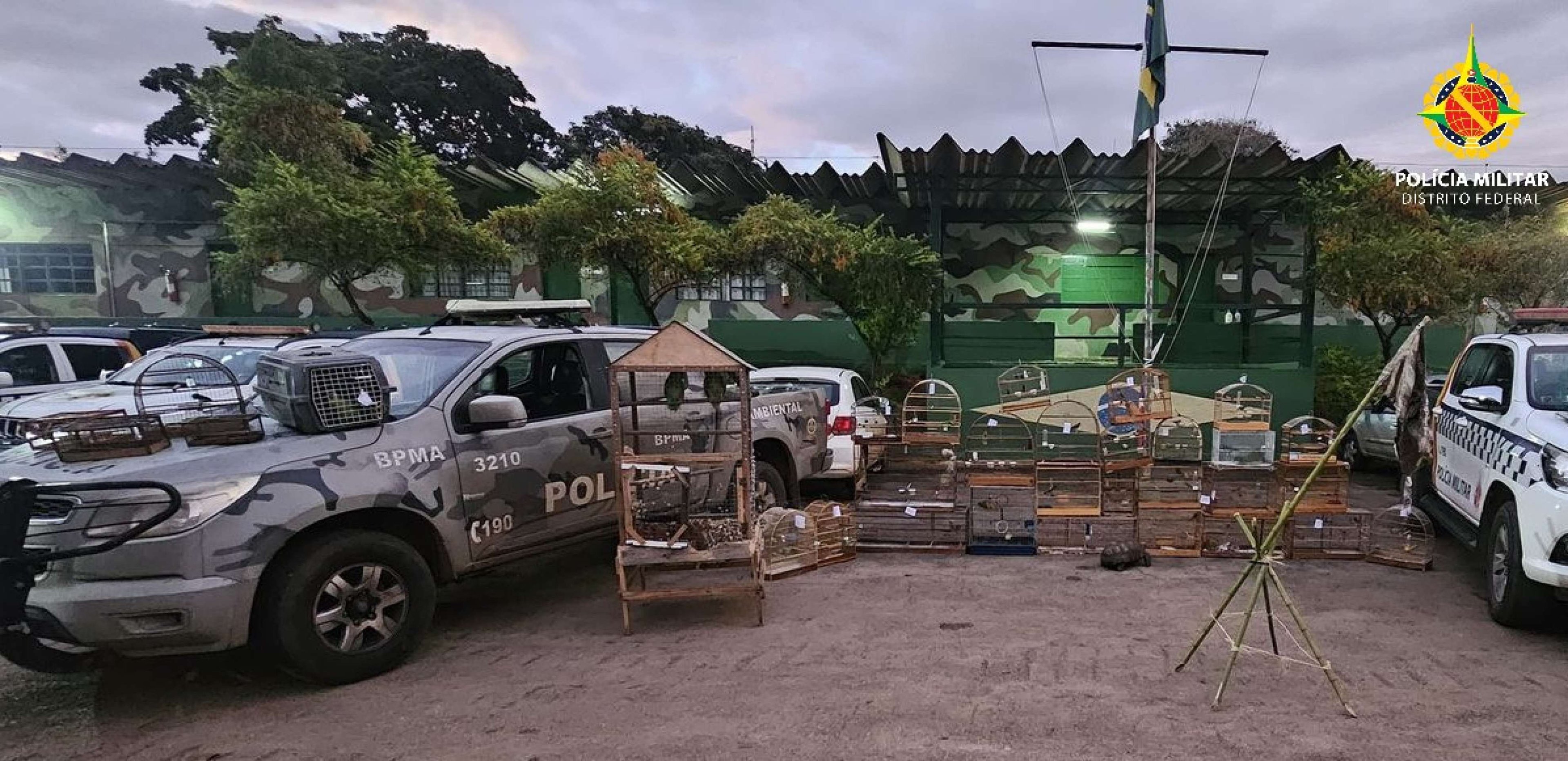 Polícia Militar do DF apreende 37 aves silvestres mantidas de forma irregular