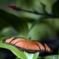  23/03/2026. Cr&eacute;dito: Minervino J&uacute;nior/CB/D.A Press. Brasil.  Brasilia - DF. Borbolet&aacute;rio do Zool&oacute;gico de Bras&iacute;lia -  (crédito: Minervino J&uacute;nior/CB/D.A.Press)