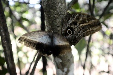  23/03/2026. Crédito: Minervino Júnior/CB/D.A Press. Brasil.  Brasilia - DF. Borboletário do Zoolágico de Brasília -  (crédito: Minervino Júnior/CB/D.A.Press)