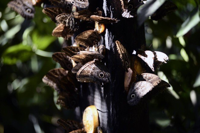  23/03/2026. Cr&eacute;dito: Minervino J&uacute;nior/CB/D.A Press. Brasil.  Brasilia - DF. Borbolet&aacute;rio do Zool&oacute;gico de Bras&iacute;lia