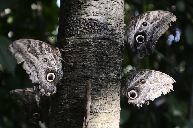 As borboletas-coruja s&atilde;o o destaque do borbolet&aacute;rio
