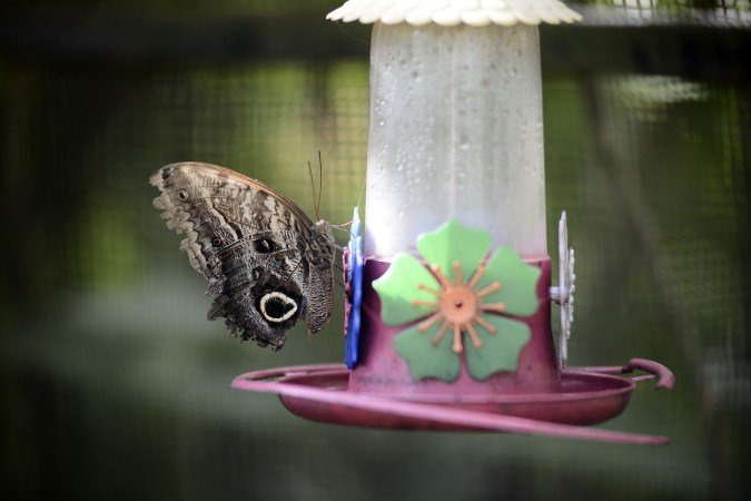 Borbolet&aacute;rio do Zoo possui de 800 a mil esp&eacute;cies de borboletas