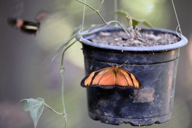  23/03/2026. Cr&eacute;dito: Minervino J&uacute;nior/CB/D.A Press. Brasil.  Brasilia - DF. Borbolet&aacute;rio do Zool&oacute;gico de Bras&iacute;lia