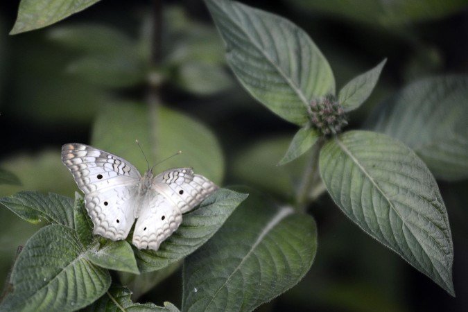  23/03/2026. Cr&eacute;dito: Minervino J&uacute;nior/CB/D.A Press. Brasil.  Brasilia - DF. Borbolet&aacute;rio do Zool&oacute;gico de Bras&iacute;lia