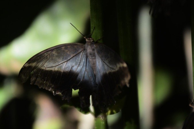 O borbolet&aacute;rio do Zool&oacute;gico de Bras&iacute;lia possui de 800 a mil esp&eacute;cies e recebe cerca de 8 mil visitantes por m&ecirc;s. Em destaque, as borboletas-coruja (2&ordf;, da esquerda para a direita)