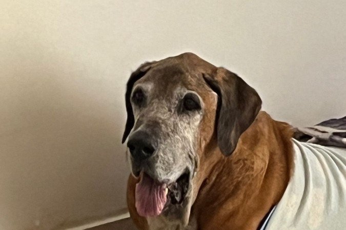 Ludu partiu no dia 5 de janeiro de 2026, mas 
ficou com a família de Cristian por 15 anos